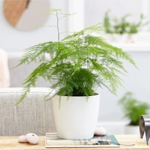 Çok Avantajlı Asparagus Salon Bitkisi