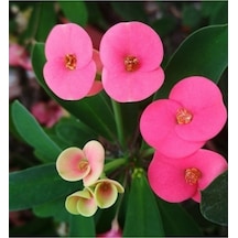 Pembe 1. Kalite Dolgun Dikenler Tacı Euphorbia
