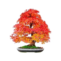 Nadir Ithal Bodur Acer Negundo Bonzai Ağacı Tohumu 5 Tohum Bonsai Tohumu