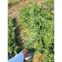 10 Adet Leylandi, Saksılı 70 cm Üzeri (Çit Çamı)