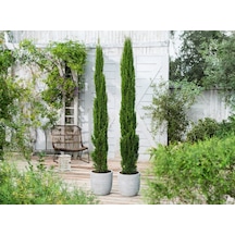 Akdeniz Servisi Cupressus Sempervirens 30 Adet
