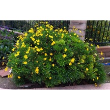 SARI PAPATYA EURYOPS 5 ADET - ÇOK YILLIK DIŞ MEKAN ÇİÇEĞİ