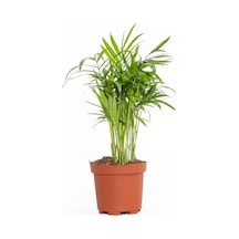 Şamadora Dağ Palmiyesi 20-40 Cm Yeşil