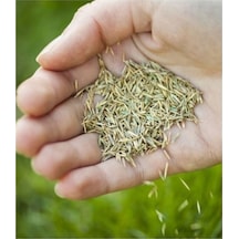 5 Kğ 6lı Karışım Çim Tohumu Kaliteli Bol Verim Gölgede Güneşte Yetişebilir Çim Tohumu Doğal Verim