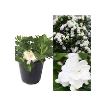 Videolu 1 Adet Salon Hediyesi Müthiş Kokulu Gardenya Çiçeği 20-40 Cm Saksılı Iç Mekan Gardenia