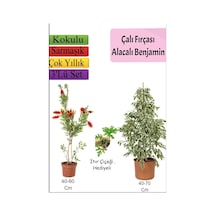 Beyaz Alacalı Benjamin Bitkisi+ Fırça Çalısı+ Itır Çiçeği