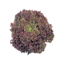 Yerli Ata Tohumu Kırmızı Kıvırcık 100 Adet