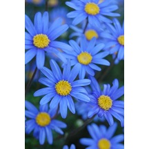 10 Adet Nadir Bulunan Mavi Papatya Çiçeği Tohumu Mavi Kır Papatya Tohumu Saksı Toprak Hediyemiz