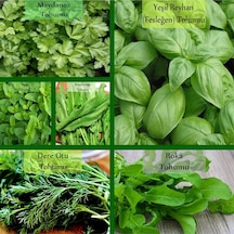 6 Paket Tohum No11 Yeşil Bitki Tohumları Salata Tohumları Nane Tohumu Ekşi Ot Roka Fesleğen Tohumu