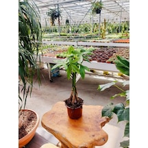 Para Ağacı Bitkisi - Pachira Aquatica - 35cm N11.6226
