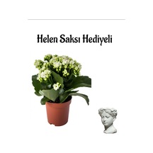 Hediyelik Beyaz Renk Kalanşo Kalanchoe Çiçeği Sevgililer Gününe Özel Helen Saksı Hediyeli