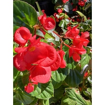 Videolu Kırmızı Katlı Saksılı Begonya Çiçeği 1 Adet Saksılı/ Tüplü 20-40cm Red Begonia