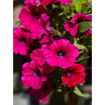 Videolu Fuşya Renk Petunya Çiçeği 1 Adet Sarkaç Askılı 30-45cm Ters Balkon Bitkisi Petunia