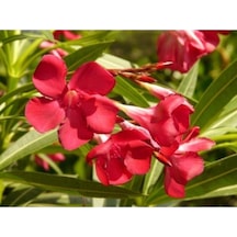 Zakkum Çiçegi Fidanı Kırmızı Renk 60 100 Cm Tüplü Dış Mekan Red Oleander