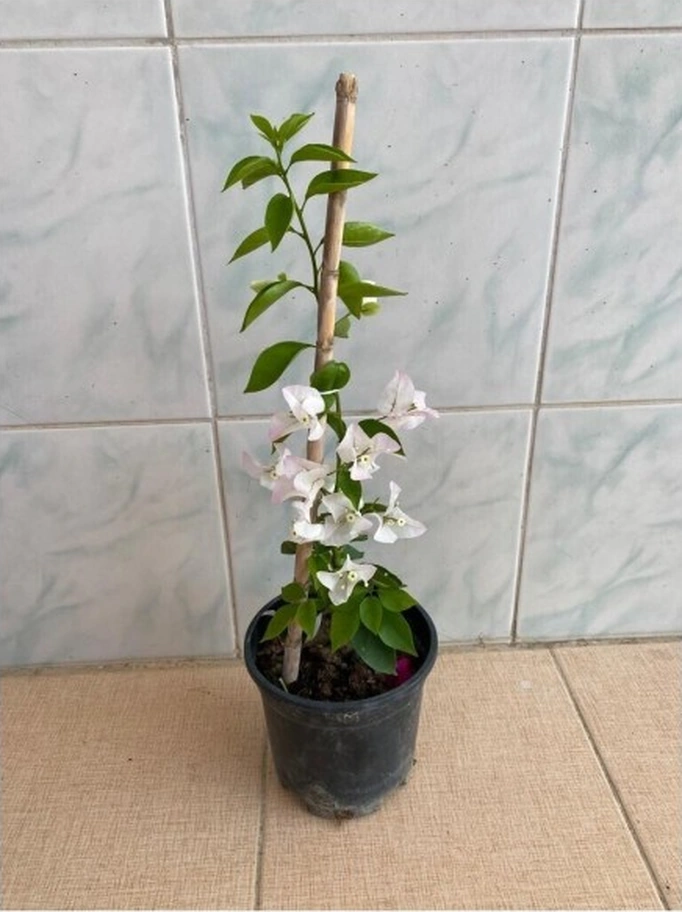 Beyaz Begonvil Çiçeği Fidanı 10-20 Cm