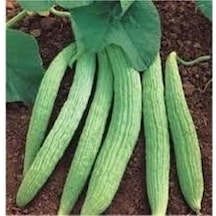 30 Adet Organik Acur Tohumu + Sebze Tohumu