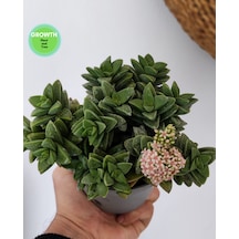 Crassus Springtime Multi Form 1 Adet