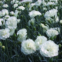 Çin Karanfili Dianthus Sinensis - Beyaz 5 Adet