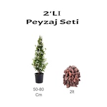 2'li Peyzaj Seti Arapyasemini Çiçeği+ Curf