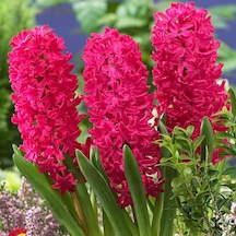 Hyacinthus Jan Boss Sümbül Soğanı 3  Adet