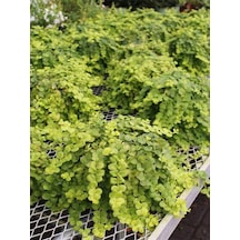 Lysimachia Nummularia Altın Kolye Çiçeği 1 Adet 10-20cm Saksılı İç Mekan Bitkisi