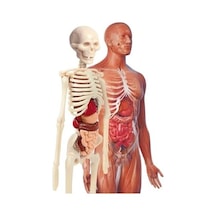 - 64297 - İlk Keşiflerim - İnsan Anatomisi