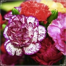 10 Adet Dianthus Heddewigii Gaiety Tohumu