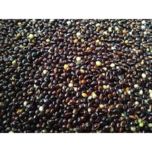 Siyah Darı Kuş Yemi Dökme Siyah Darı 500 Gram