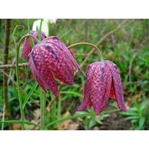 10 Adet Checker Lıly Fritillaria Affinis Chocolate Tohumu