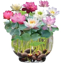 10 Adet Tohum Nadir Asya Karışık Lotus Nilüfer Çiçeği Su Zambağı