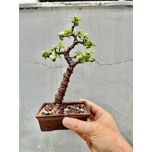 Özel Saksıda Para Bonsai Şans Ağacı