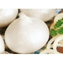 70+ Tatlı İspanyol Beyaz Soğan Tohumu N112710
