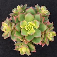 Aeonium Kiwi Gökkuşağı Sukulent 10 Adet