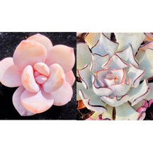 10 Adet Echeveria Laui Succulent Tohumu