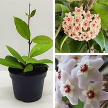Nura Botanik Mum Çiçeği Fidesi Hoya Carnosa Mis Kokulu Beyaz 9cm Saksıda Mum Hoya Çiçeği