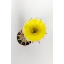 Lobivia Aurea Sarı Çiçek Açan Kaktüs Özel Tür Bol Yavru 5.5 CM Kahverengi Saksıda