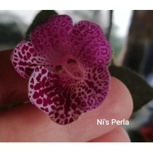 Özel Tür Ni's Perla Kohleria Japon Küpelisi Çiçeği Fidesi Mini Potta