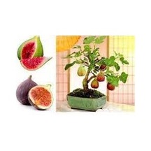 20 Adet Tohum Nadir Siyah Incir Ağaç Ağacı Bonsai Tohumu Siyah Ye