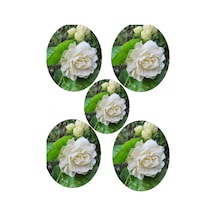 Videolu Katmerli Full Yasemin Çiçeği Fidanı 30-70 Cm 5 Adet Saksılı/tüplü Jasmine Flower