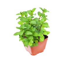 Videolu Mini Saksıda Nane Fidesi 1 Adet Saksılı/ Tüplü 10-15 Cm Mentha