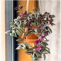 Videolu Alacalı Telgraf Çiçeği 1 Adet Saksılı/ Tüplü15-30cm Ofis Ev Bitkisi Tradescantia Zebrina