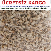2000 Adet Beyaz Şapkalı KüLür Mantarı Tohumu N116265