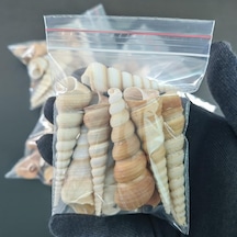 Deniz Kabukları :krem Minare / 10 Adet / 5-10 Cm Diğer