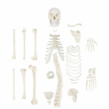 Parçalarına Ayrılmış Sağ Yarım Gerçek Boyutlarında İnsan İskeleti Modeli, 3 Parçalı Kafatası İle, 170 Cm - İskelet Maketi 01