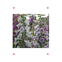 Digitalis Çiçeği Tohumu
