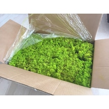 Trend Bahçe Reindeer Moss Lime Green Şoklanmış Norveç Yosunu 4 KG