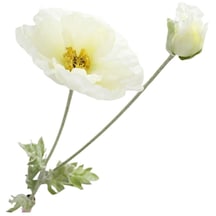 T.concept Büyük Beyaz Gelincik Çiçek