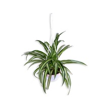 Kurdela Çiçeği - Chlorophytum - Askılı Saksı'da