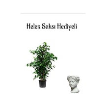 Anneler Gününe Özel Yeşil Benjamin Salon Bitkisi Helen Saksı Hediyeli