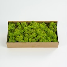 Trend Bahçe Lime Green Şoklanmış Reindermoss Teraryum Yosunu 50 G
